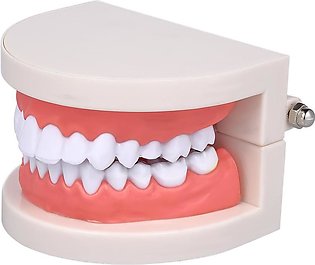 Standard Tooth Teaching Giant Dental Dentist Teeth Model Child Kidtraining Mode…