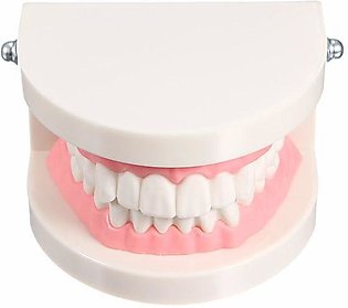 Giant Dental Dentist Teeth Standard Tooth Teaching Educational Model Child Kid